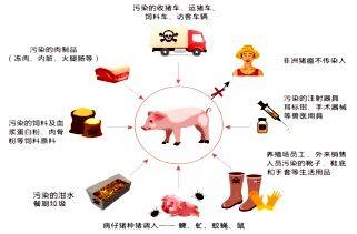 以非洲猪瘟为主题的黑板报 主题黑板报图片大全