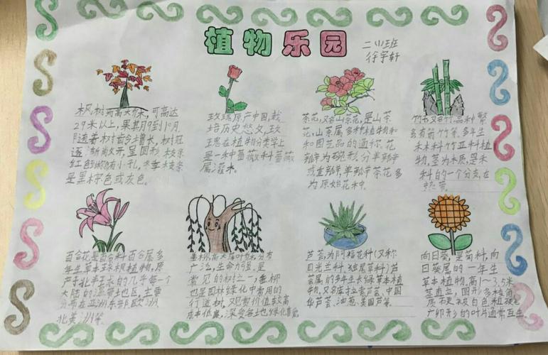 植物萝卜生长手抄报 植物园手抄报