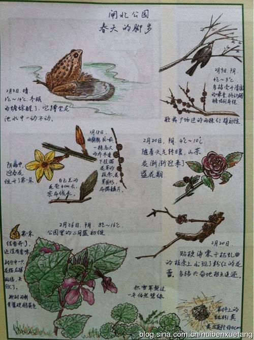 金鱼自然笔记手抄报 读书笔记手抄报
