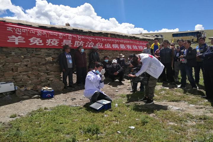 包虫病防治宣传黑板报 黑板报图片大全