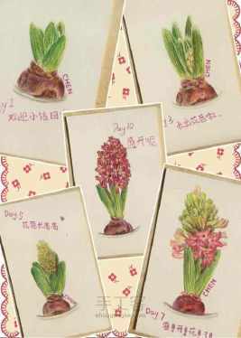 四年级风信子植物手抄报 四年级手抄报