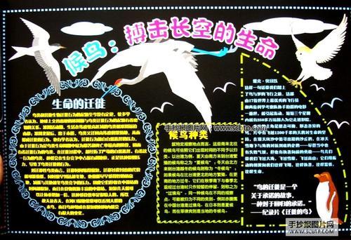 候鸟保护黑板报 保护环境黑板报图片大全