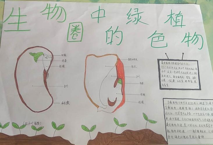 初一生物植物器官手抄报 初一生物手抄报