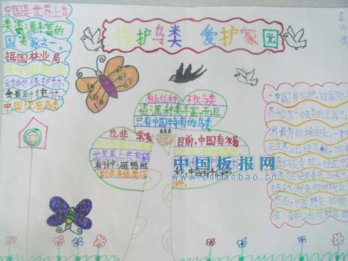《候鸟的勇敢》手抄报 鸟的手抄报
