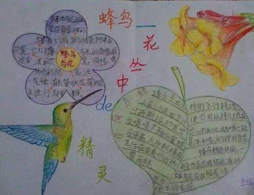 关于鸟兽鱼虫的手抄报 手抄报模板大全