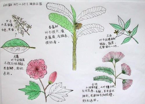 康乃馨自然笔记手抄报 读书笔记手抄报