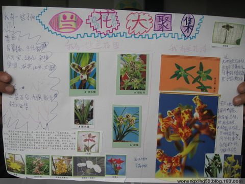 关于马兰头的手抄报 手抄报模板大全