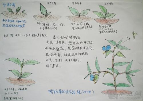 5年级科学种子发芽手抄报 五年级科学手抄报