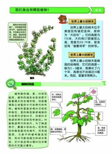 有关植物的科学手抄报 身边的科学手抄报