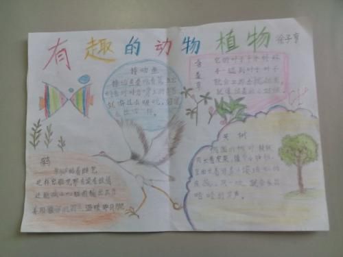 关于动植物发育的手抄报 安全教育的手抄报