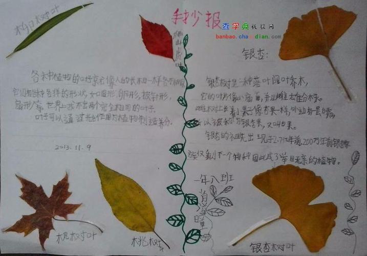 二年级有关银杏的手抄报 二年级手抄报