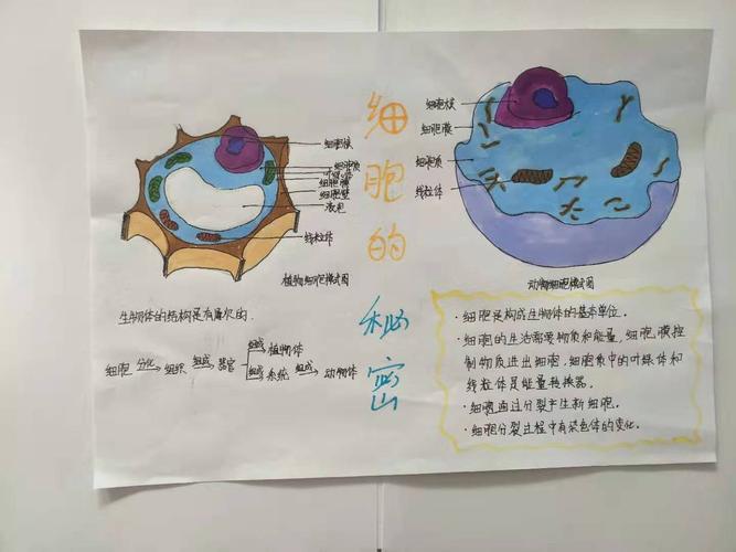 生物七年级上册第一章显微镜手抄报 五年级上册手抄报