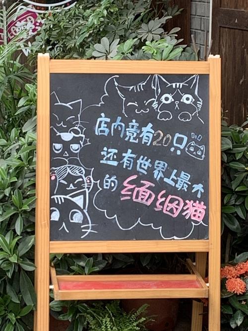 宠物店的黑板报 黑板报图片大全