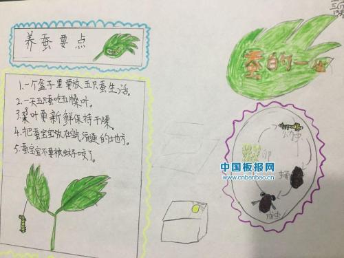 蚕的一生的变化的黑板报 黑板报图片大全