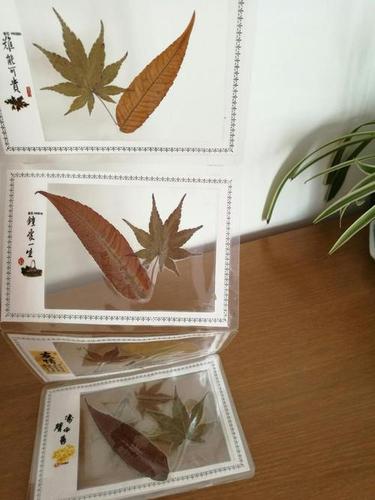 天然树叶照片系列工艺贺卡 工艺贺卡