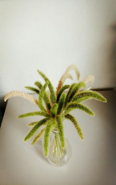 用狗尾巴草做贺卡 狗尾巴草贺卡
